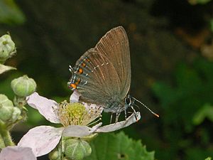 Brauner Eichen-Zipfelfalter(Satyrium ilicis)