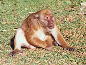 Assam-Makak (Macaca assamensis)