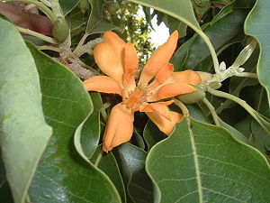 Champaka (Magnolia champaca)
