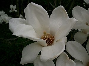 Blüte der Yulan-Magnolie (Magnolia denudata)