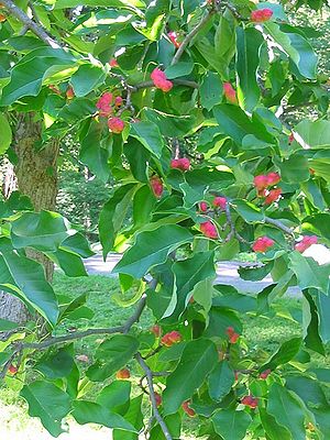 Gurken-Magnolie (Magnolia acuminata)
