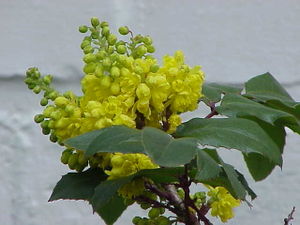 Gewöhnliche Mahonie (Mahonia aquifolium)