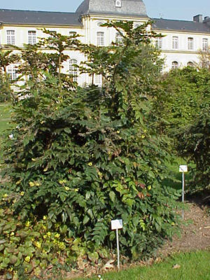 Japanische Mahonie (Mahonia japonica)