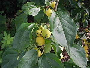 Kirsch-Apfel (Malus baccata)