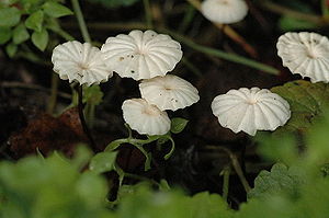 Halsband-Schwindling (Marasmius rotula)