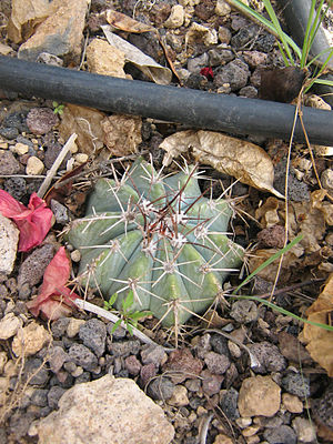 Melocactus azureus.jpg