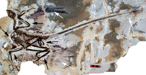 Holotyp-Fossil von Microraptor gui, die weißen Pfeile deuten auf Federabdrücke