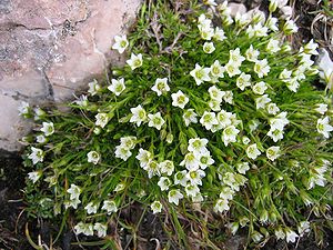 Alpen-Frühlings-Miere (Minuartia gerardii)