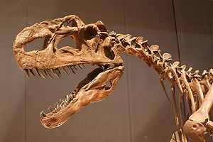 Fossiler Schädel von Monolophosaurus jiangi