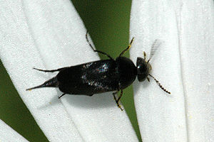 Mordella aculeata