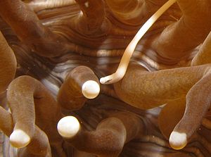 Pilzkorallen-Seenadel auf einer Anemonen-Pilzkoralle