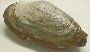 Sandklaffmuschel (Mya arenaria)