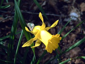 Spanische Narzisse (Narcissus hispanicus)