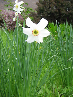 Narcissus poeticus 'Recurvus'02.jpg