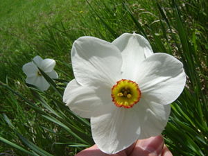 Dichter-Narzisse (Narcissus poeticus)