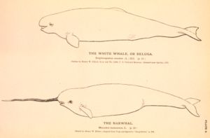 Die zwei Arten der Familie: Weißwal und Narwal