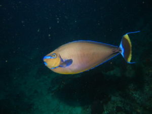 Masken-Nasendoktorfisch (Naso vlamingi)