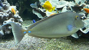 Blauklingen-Nasendoktorfisch (Naso unicornis)