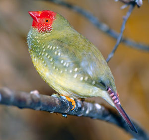 Binsenastrild (Neochmia ruficauda)