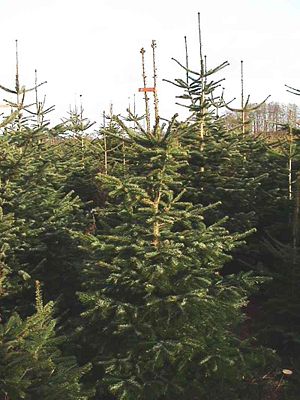 Nordmanntanne (Abies nordmanniana), Weihnachtsbaum-Kultur.