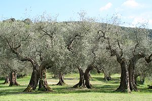Echte Olivenbäume (Olea europaea ssp. europaea)