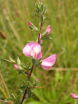 Dornige Hauhechel (Ononis spinosa)