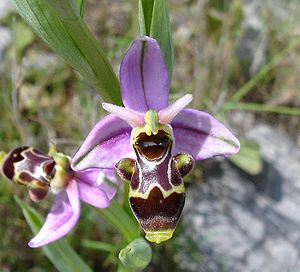Schnepfen-Ragwurz(Ophrys scolopax)