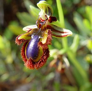 Spiegel-Ragwurz(Ophrys speculum)