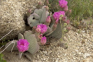 Opuntia basilarisin der Mojave-Wüste