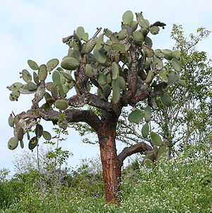 Opuntia echios ist auf den Galápagos-Inseln beheimatet. Sie gehört zu den großen, baumähnlich wachsenden Opuntienarten.
