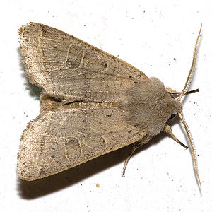 Rundflügel-Kätzcheneule (Orthosia cerasi)