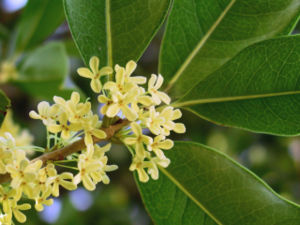 Mehrere kleine Blütenstände am Zweig von Osmanthus fragrans.