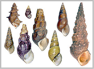 Schalen verschiedener Pachychilidae-Arten