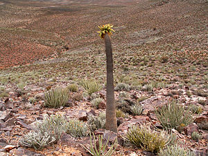 Pachypodium namaquanum PICT2669.JPG