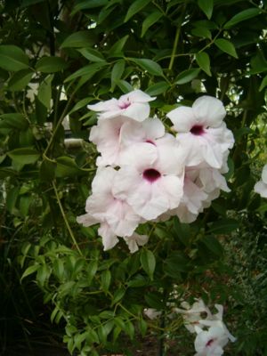 Rosa Pandorea (Pandorea jasminoides), Blüten und Habitus.