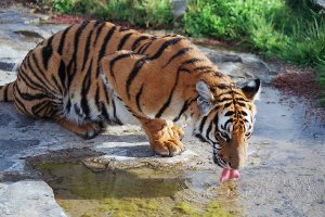 Südchinesischer Tiger