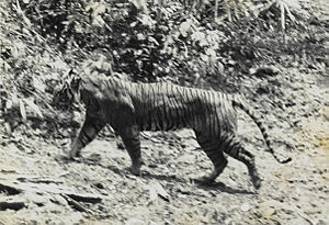Java-Tiger fotografiert 1938 von Andries Hoogerwerf im Ujung-Kulon-Nationalpark[1]
