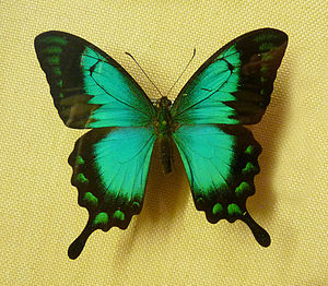 Papilio lorquinianus (Zoologisches Museum der Stadt Straßburg)
