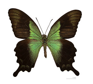 Papilio peranthus kangean