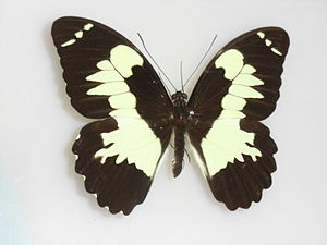 Papilioeuchenor.JPG