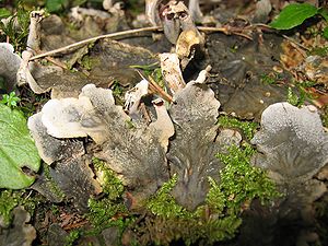 Schuppen-Hundsflechte (Peltigera praetextata)