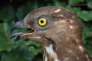 Wespenbussard (Pernis apivorus), Weibchen