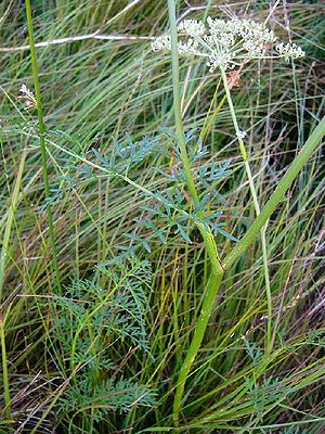 Sumpf-Haarstrang (Peucedanum palustre)