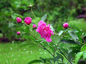 Blüten einer gefüllten Sorte der Garten-Pfingstrose (Paeonia officinalis)