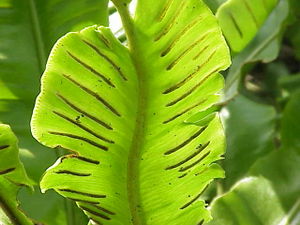 Sori auf der Unterseite der Hirschzunge (Asplenium scolopendrium)