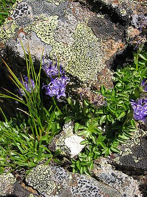 Kugelblumenblättrige  Teufelskralle (Phyteuma globulariifolium)