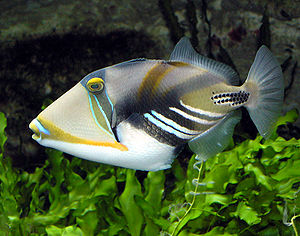 Picasso-Drückerfisch (Rhinecanthus aculeatus)