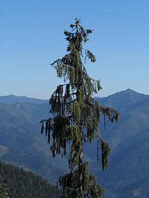 Siskiyou-Fichte (Picea breweriana) in den Siskiyou Mountains, Kalifornien