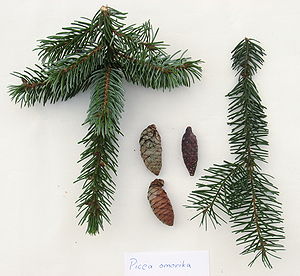 Serbische Fichte (Picea omorika), Zweige aus Sonnen- und Schattenbereich sowie Zapfen.