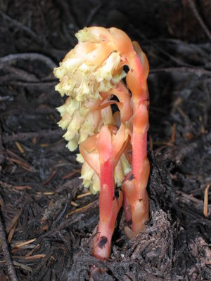 Fichtenspargel (Monotropa hypopitys)